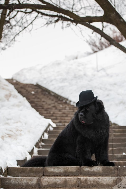 Фото: ньюфаундленд Pchiolkin Dom Veniamin (Пчёлкин Дом Вениамин)