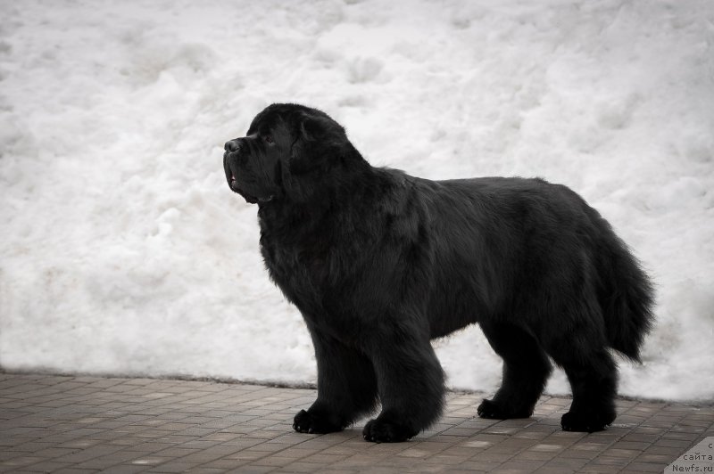 Фото: ньюфаундленд Pchiolkin Dom Veniamin (Пчёлкин Дом Вениамин)