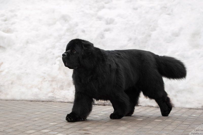Фото: ньюфаундленд Pchiolkin Dom Veniamin (Пчёлкин Дом Вениамин)