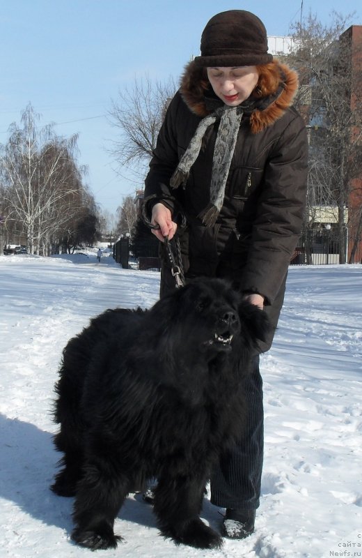 Фото: ньюфаундленд Divnaya Noch' iz Tihogo Omuta (Дивная Ночь из Тихого Омута)