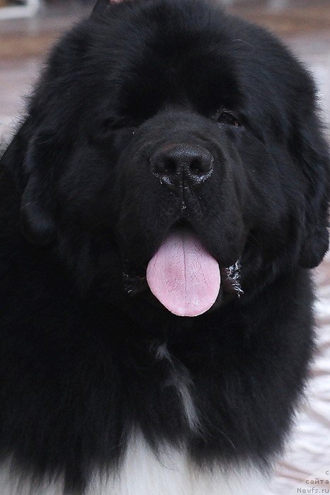 Фото: ньюфаундленд Super Bizon Zlatogor (Супер Бизон Златогор)