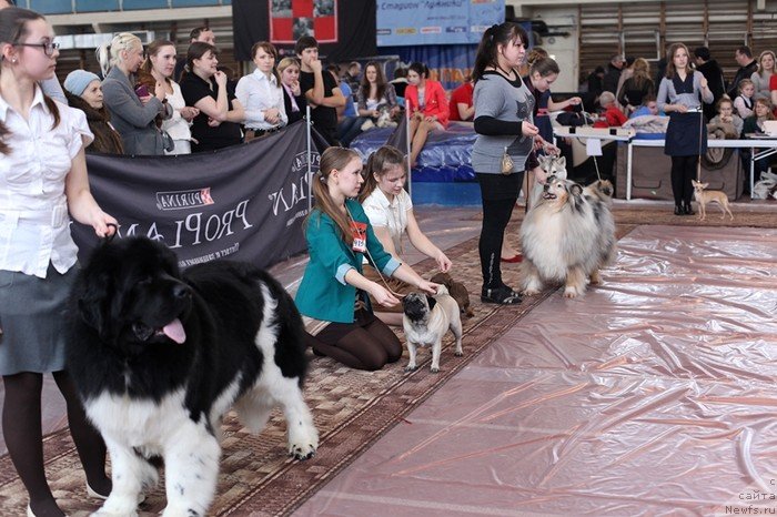 Фото: ньюфаундленд Super Bizon Zlatogor (Супер Бизон Златогор)