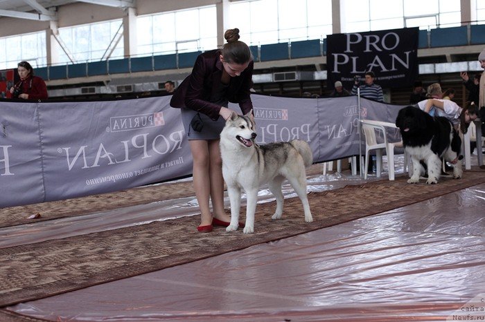 Фото: ньюфаундленд Super Bizon Zlatogor (Супер Бизон Златогор)