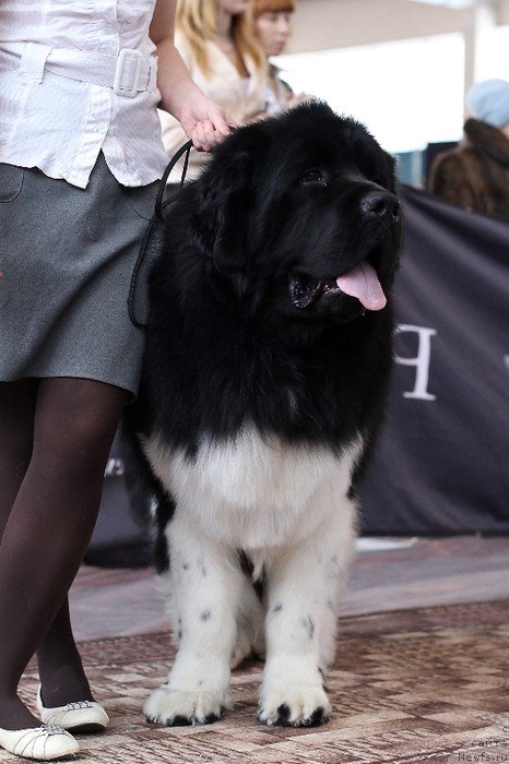 Фото: ньюфаундленд Super Bizon Zlatogor (Супер Бизон Златогор)