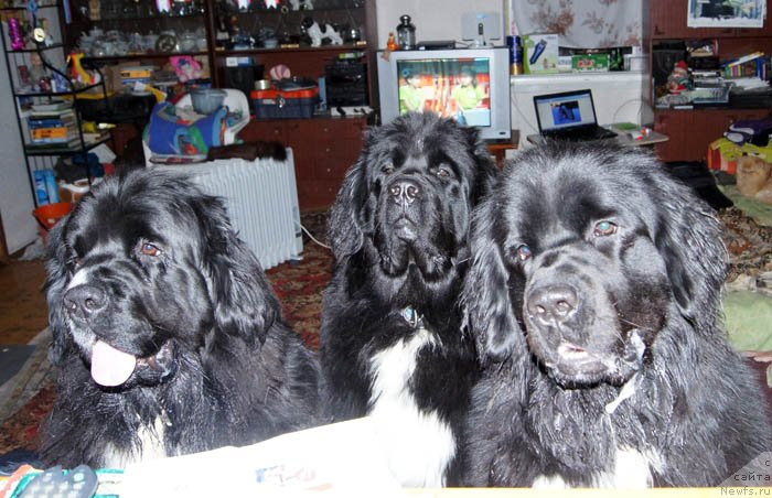 Фото: ньюфаундленд Super Premium Zheneva (Супер Премиум Женева), ньюфаундленд Super Bizon Indiya (Супер Бизон Индия), ньюфаундленд Super Bizon Zima (Супер Бизон Зима)