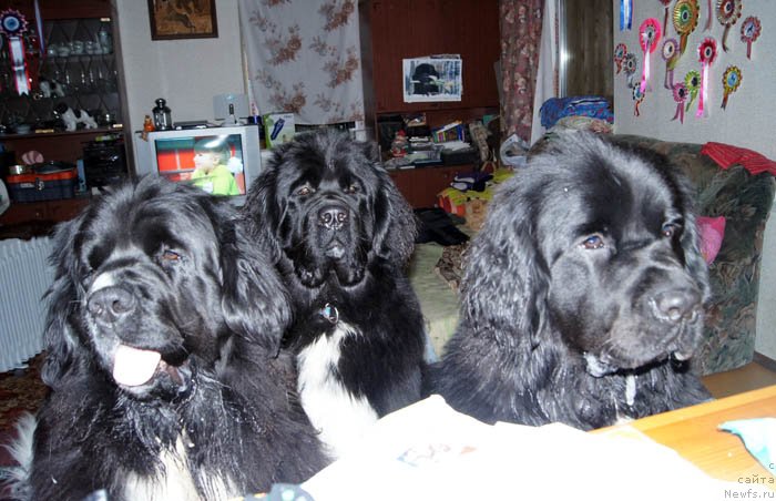 Фото: ньюфаундленд Super Premium Zheneva (Супер Премиум Женева), ньюфаундленд Super Bizon Indiya (Супер Бизон Индия), ньюфаундленд Super Bizon Zima (Супер Бизон Зима)