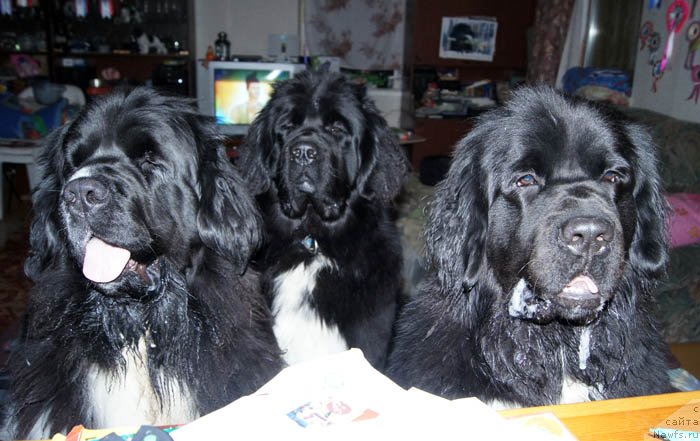 Фото: ньюфаундленд Super Premium Zheneva (Супер Премиум Женева), ньюфаундленд Super Bizon Indiya (Супер Бизон Индия), ньюфаундленд Super Bizon Zima (Супер Бизон Зима)