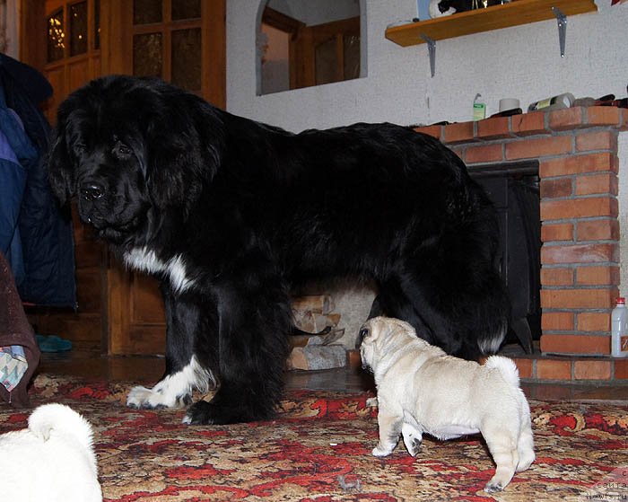 Фото: ньюфаундленд Super Bizon Indiya (Супер Бизон Индия)