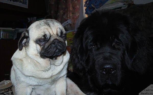 Фото: ньюфаундленд Super Bizon Indiya (Супер Бизон Индия)