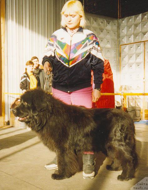 Фото: ньюфаундленд Barbar Haris vye Djoli Rodjer (Барбар Харис вэ Джоли Роджер)
