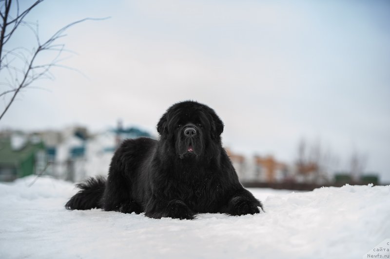Фото: ньюфаундленд Pchiolkin Dom Veniamin (Пчёлкин Дом Вениамин)
