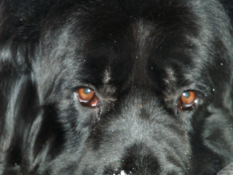 Фото: ньюфаундленд Pontus Pit (Понтус Пит)