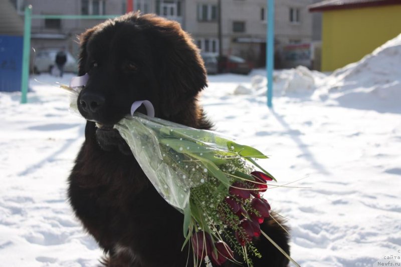 Фото: ньюфаундленд Beguschaya po Volnam Shaman (Бегущая по Волнам Шаман)