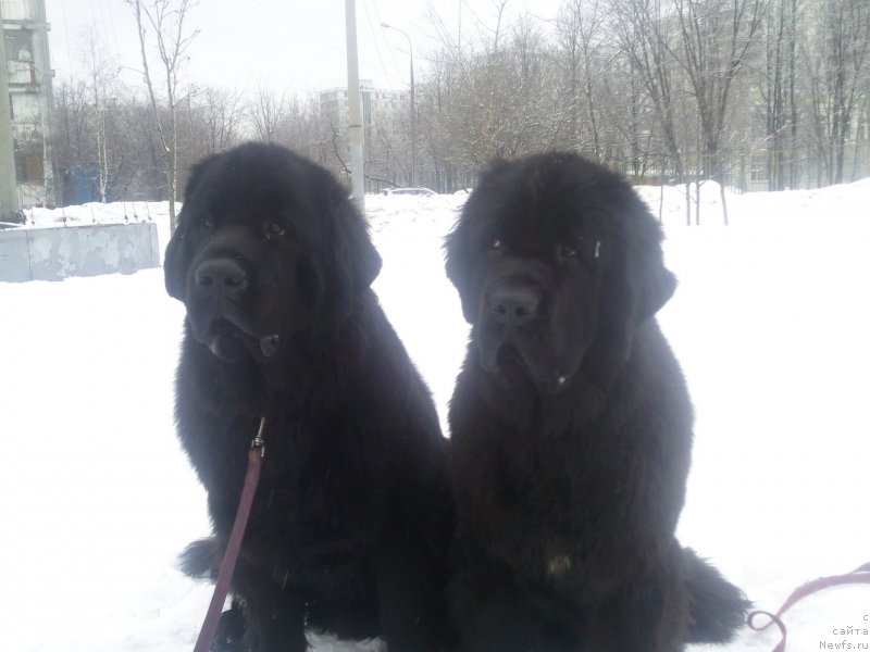 Фото: ньюфаундленд Toptyzhka Geroy Nashego Vremeni (Топтыжка Герой Нашего Времени), ньюфаундленд Toptyzhka Galatea Morskaya Nereida (Топтыжка Галатея Морская Нереида)