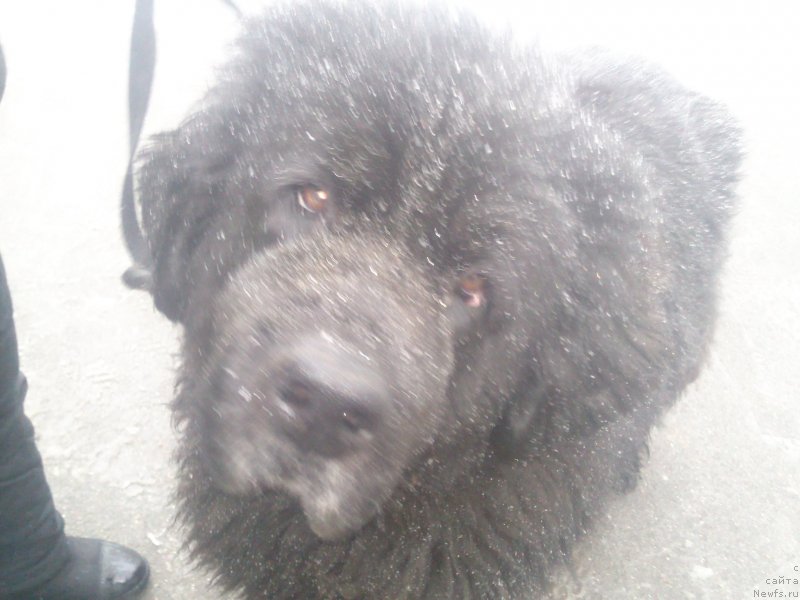 Фото: ньюфаундленд N'yumast Nyel'son Admiral Pobeditel' (Ньюмаст Нэльсон Адмирал Победитель)