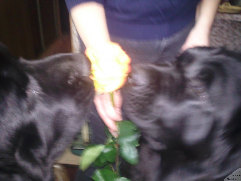 Фото: ньюфаундленд Toptyzhka Geroy Nashego Vremeni (Топтыжка Герой Нашего Времени), ньюфаундленд Toptyzhka Galatea Morskaya Nereida (Топтыжка Галатея Морская Нереида)