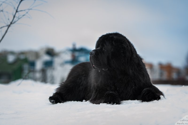 Фото: ньюфаундленд Pchiolkin Dom Veniamin (Пчёлкин Дом Вениамин)