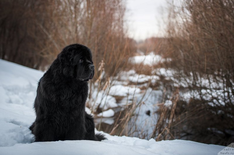 Фото: ньюфаундленд Pchiolkin Dom Veniamin (Пчёлкин Дом Вениамин)