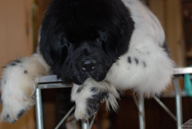 Фото: ньюфаундленд Pitern'yuf In It To Vin It (Питерньюф Ин Ит То Вин Ит)