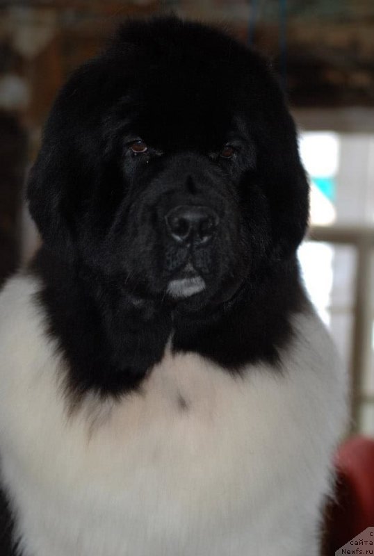 Фото: ньюфаундленд Pitern'yuf In It To Vin It (Питерньюф Ин Ит То Вин Ит)