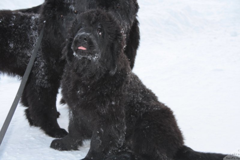 Фото: ньюфаундленд YAntarnaya Mechta (Янтарная Мечта)