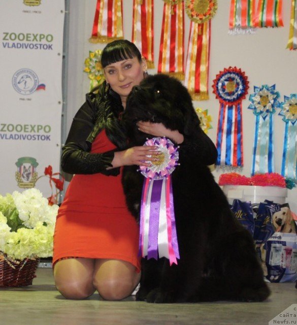 Фото: ньюфаундленд Super Premium Mikado (Супер Премиум Микадо), [р2410]