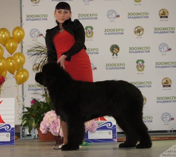 Фото: ньюфаундленд Super Premium Mikado (Супер Премиум Микадо), Natal'ya Malinina (Наталья Малинина)
