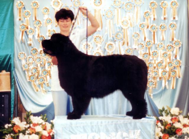 Фото: ньюфаундленд Tsarevich Slavny iz Medvejyego Yara (Царевич Славный из Медвежьего Яра)