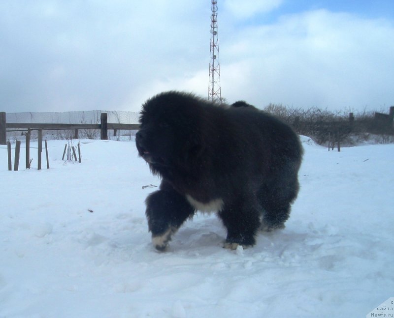 Фото: ньюфаундленд Promise To Love Midnight Bear (Promise To Love Midnight Bear)