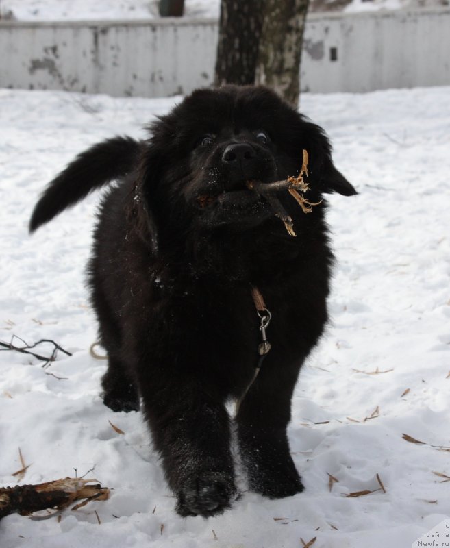 Фото: ньюфаундленд Soul of Rouz Azura (Соул оф Роуз Азура)