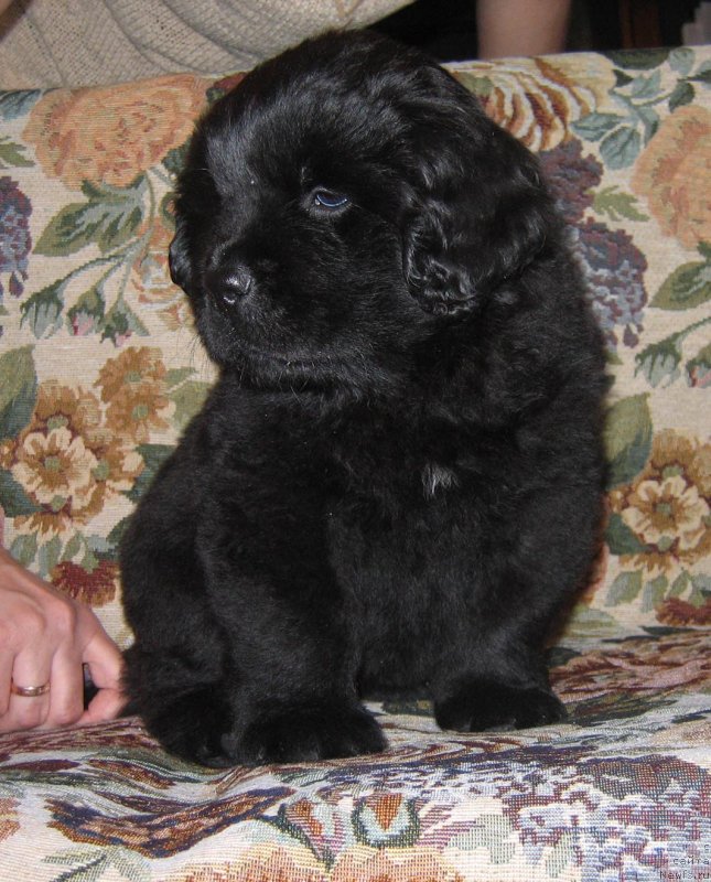 Фотография № 118891