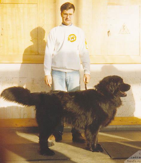 Фото: ньюфаундленд Jakkar Gavr Seyver (Жаккар Гавр Сейвер)