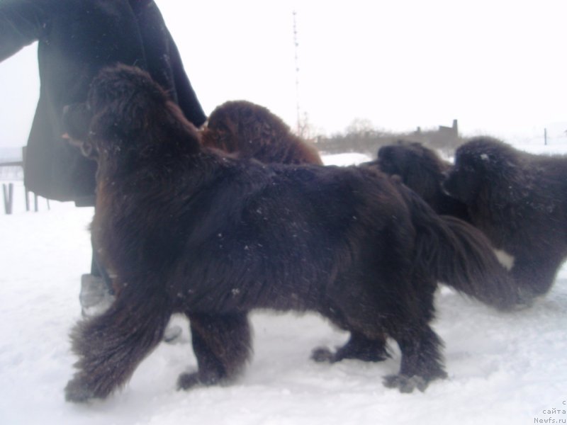 Фотография № 118907