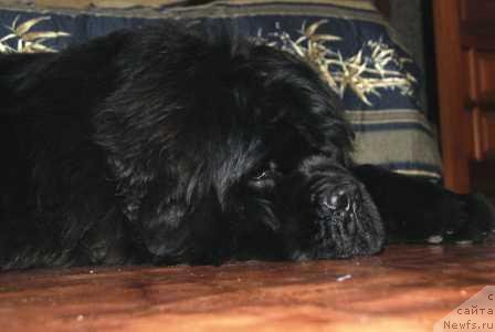 Фото: ньюфаундленд Njufort Fidel (Ньюфорт Фидель)