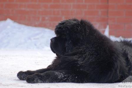 Фото: ньюфаундленд Njufort Fidel (Ньюфорт Фидель)