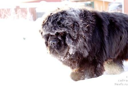 Фото: ньюфаундленд Njufort Fidel (Ньюфорт Фидель)