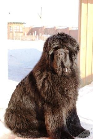 Фото: ньюфаундленд Njufort Fidel (Ньюфорт Фидель)