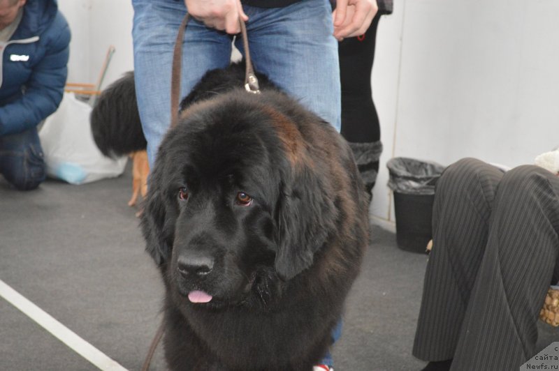 Фото: ньюфаундленд Ursula Latifa (Урсула Латифа)