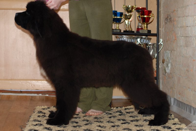 Фото: ньюфаундленд Fluffy Avalanch Yabba-Dabba-Doo (Флюфи Аваланч Ябба-Дабба-Доо)