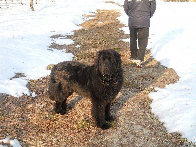 Фото: ньюфаундленд Ursula Latifa (Урсула Латифа)