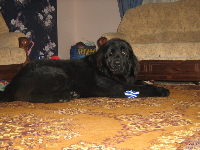 Фото: ньюфаундленд Ursula Latifa (Урсула Латифа)