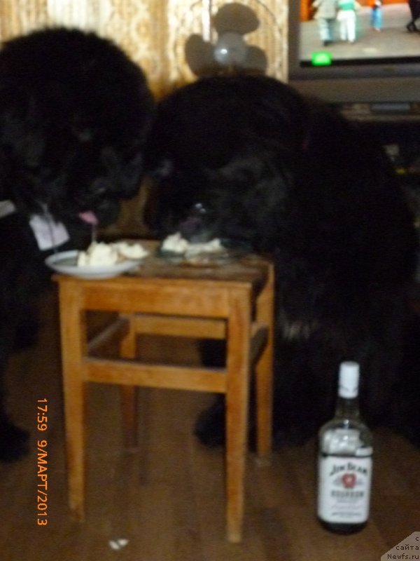 Фото: ньюфаундленд Smigar Jezella de lya Roze (Смигар Жезелла де ля Розе), ньюфаундленд Smigar Gordon Fellow (Смигар Гордон-Феллоу)