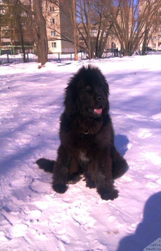 Фото: ньюфаундленд N'yufort Hold Mi Klouz (Ньюфорт Холд Ми Клоуз)