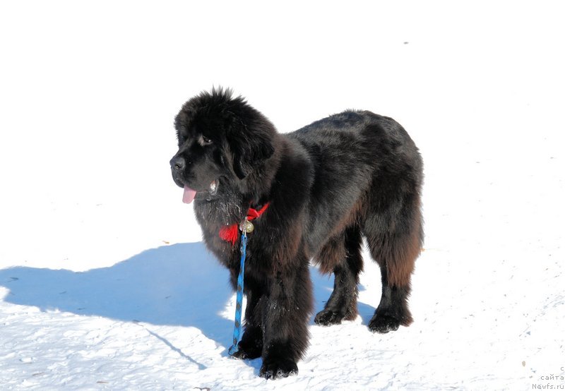 Фотография № 118928