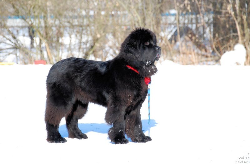 Фотография № 118929