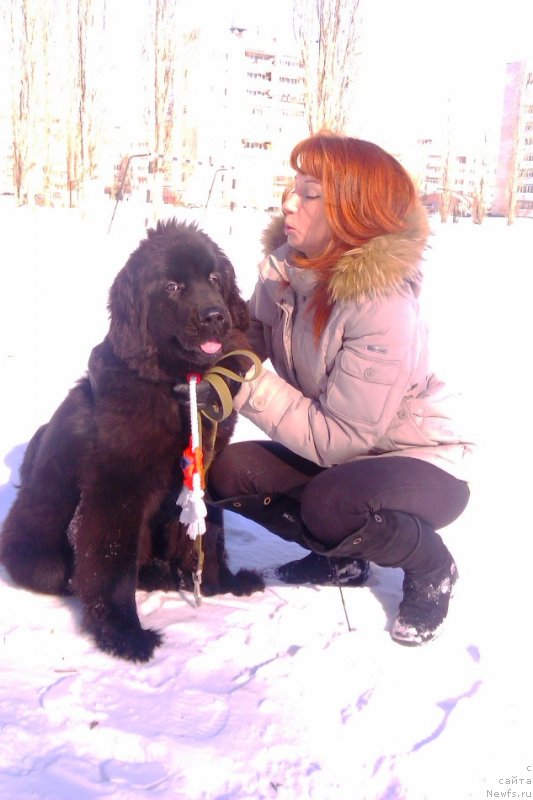 Фото: ньюфаундленд N'yufort Hold Mi Klouz (Ньюфорт Холд Ми Клоуз), Elena Mishanina (Елена Мишанина)