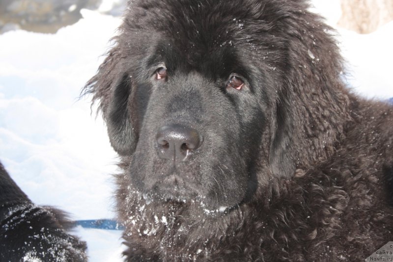 Фото: ньюфаундленд YAntarnaya Mechta (Янтарная Мечта)