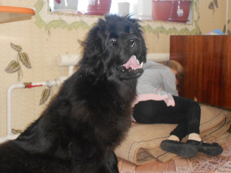 Фото: Elena Matalina (Елена Маталина), ньюфаундленд N'yufort Hayper K'yut (Ньюфорт Хайпер Кьют)