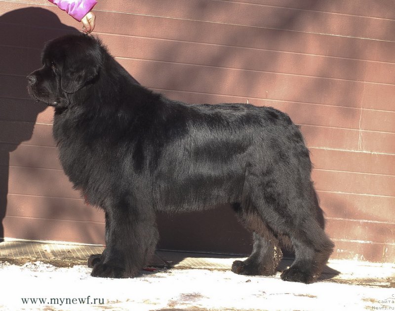 Фото: ньюфаундленд Sent Djons Richard Black Gold (Сент Джонс Ричард Блек Голд)