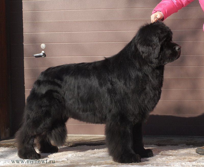 Фото: ньюфаундленд Sent Djons Richard Black Gold (Сент Джонс Ричард Блек Голд)